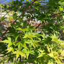 Coral Bark Japanese Maple