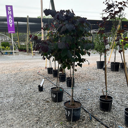 ligustrum black pearl Black Pearl Redbud – Lichtenfelt's