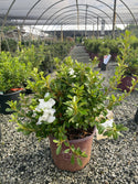 Autumn Angel Encore Azalea 2&3 Gal