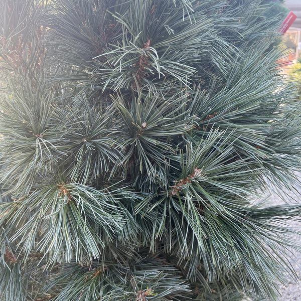 Vanderwolf's Pyramid Pine 7-8’
