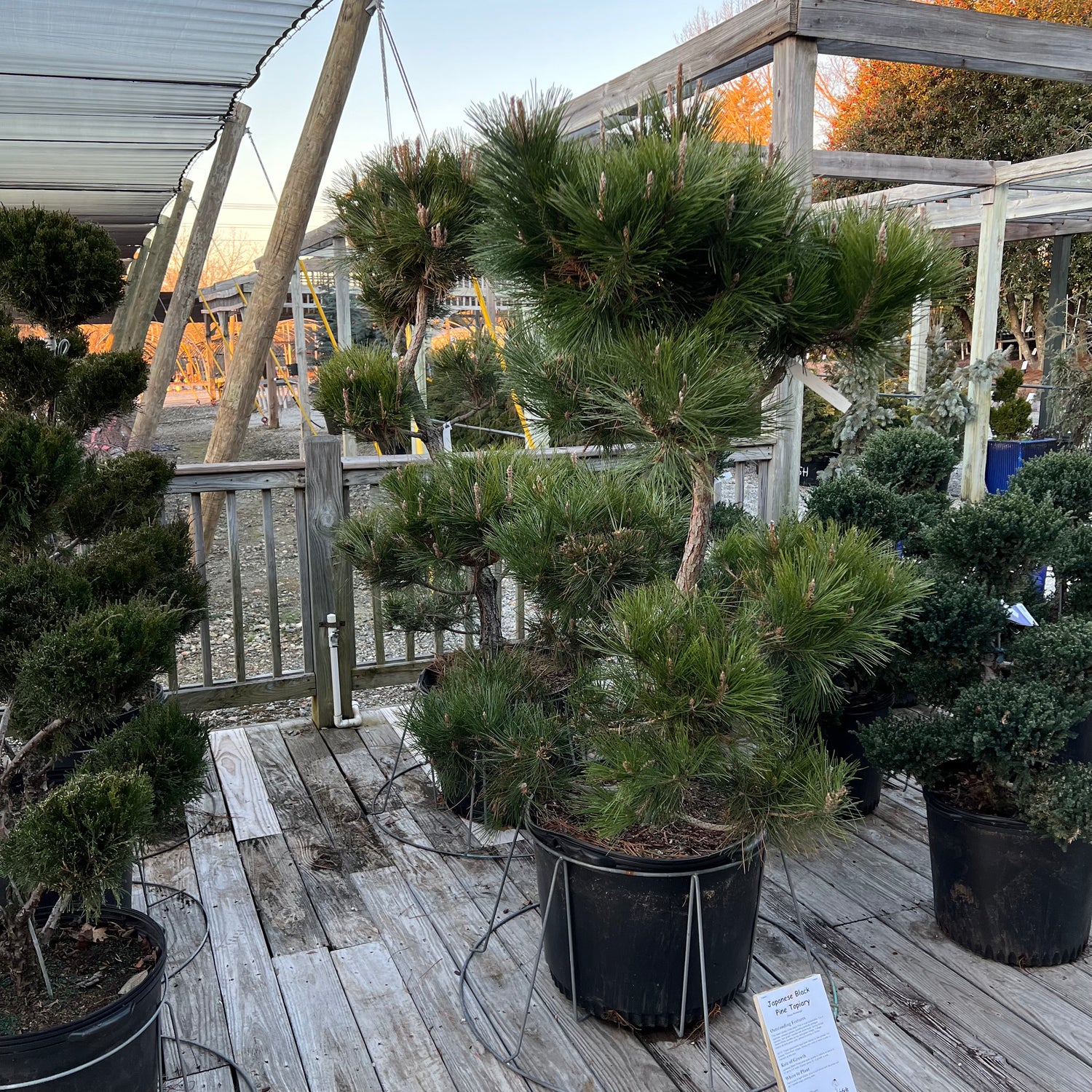 bonsai pine tree for sale Japanese Black Pine – Lichtenfelt's