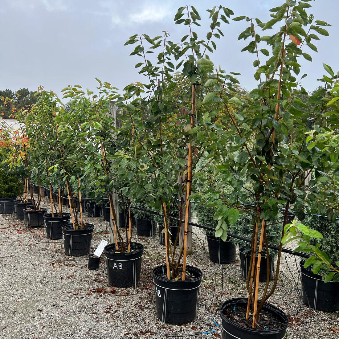 Autumn Brilliance Serviceberry 15 Gal