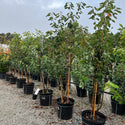 Autumn Brilliance Serviceberry 15 Gal