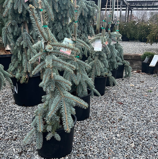 Slenderina Blue Spruce 5 Gal