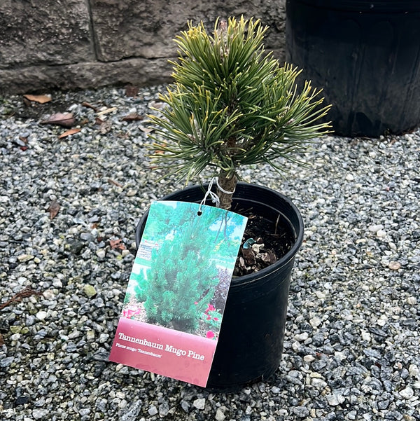 Tannenbaum Mugo Pine 1 Gal
