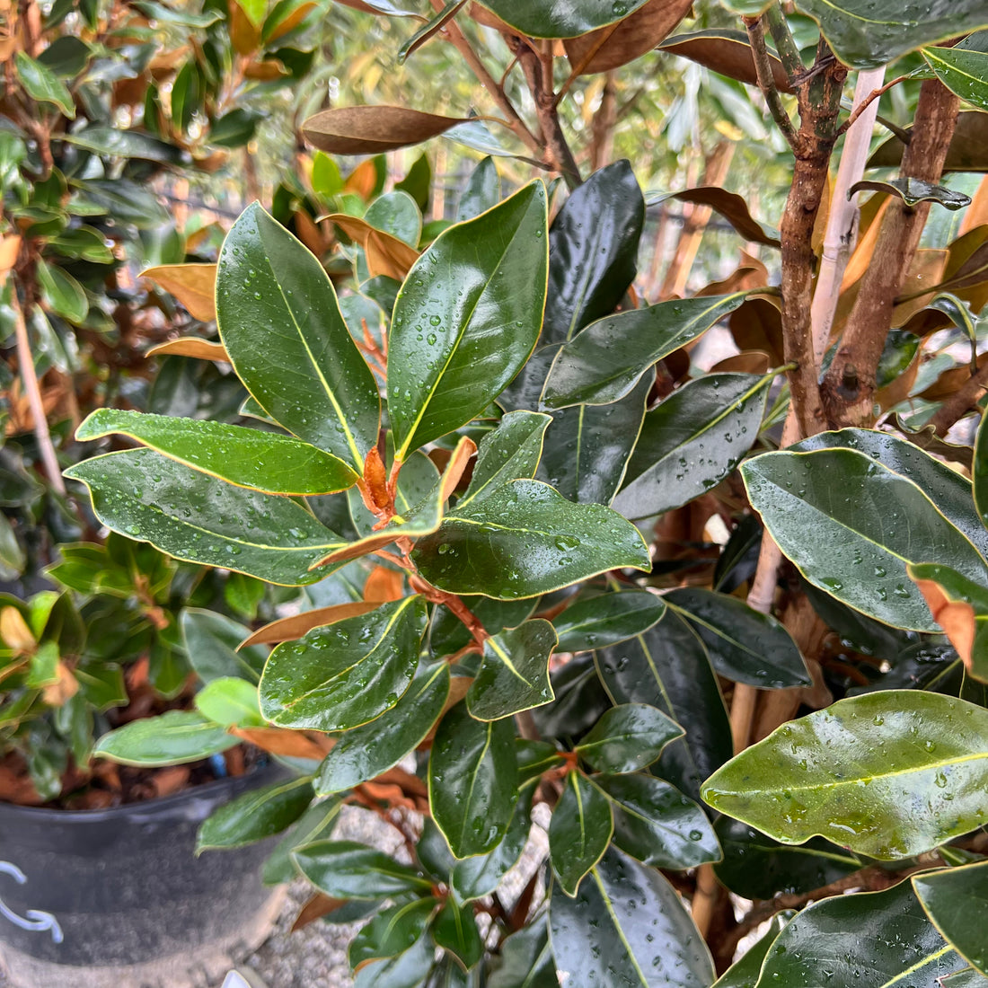 Little Gem Magnolia