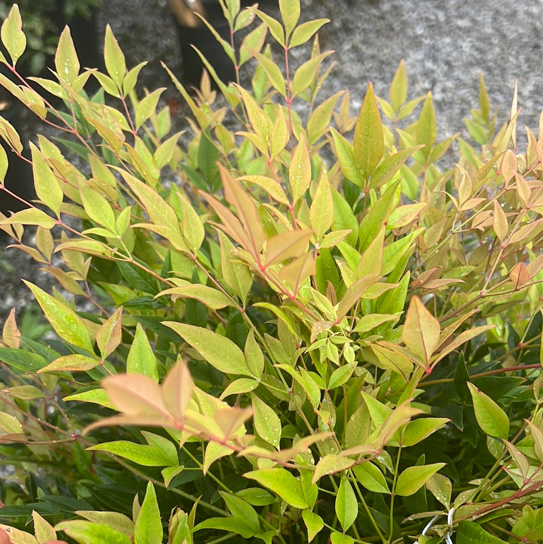 Cool Glow Pomegranate Nandina 3 Gal