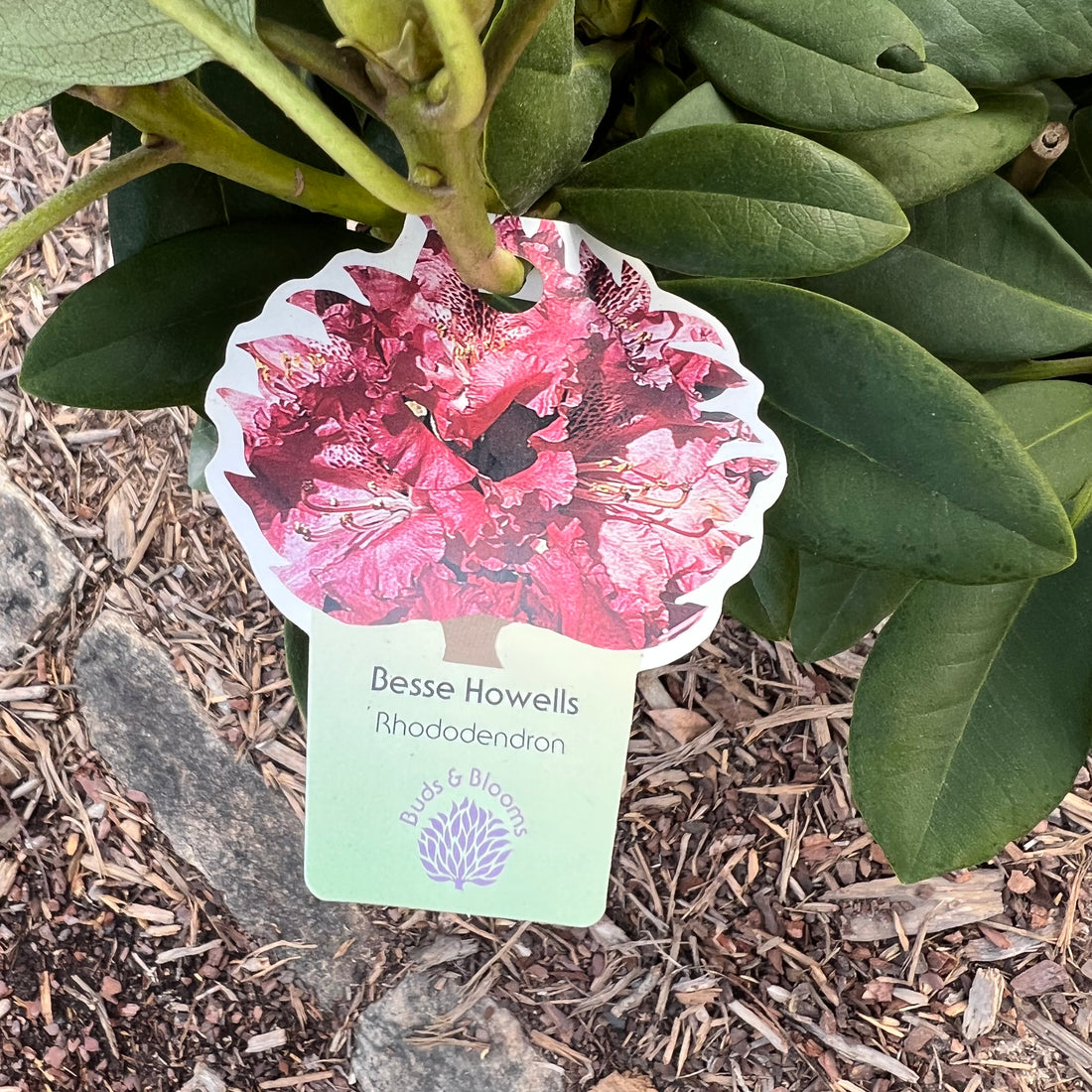 Besse Howells Rhododendron 3 Gal