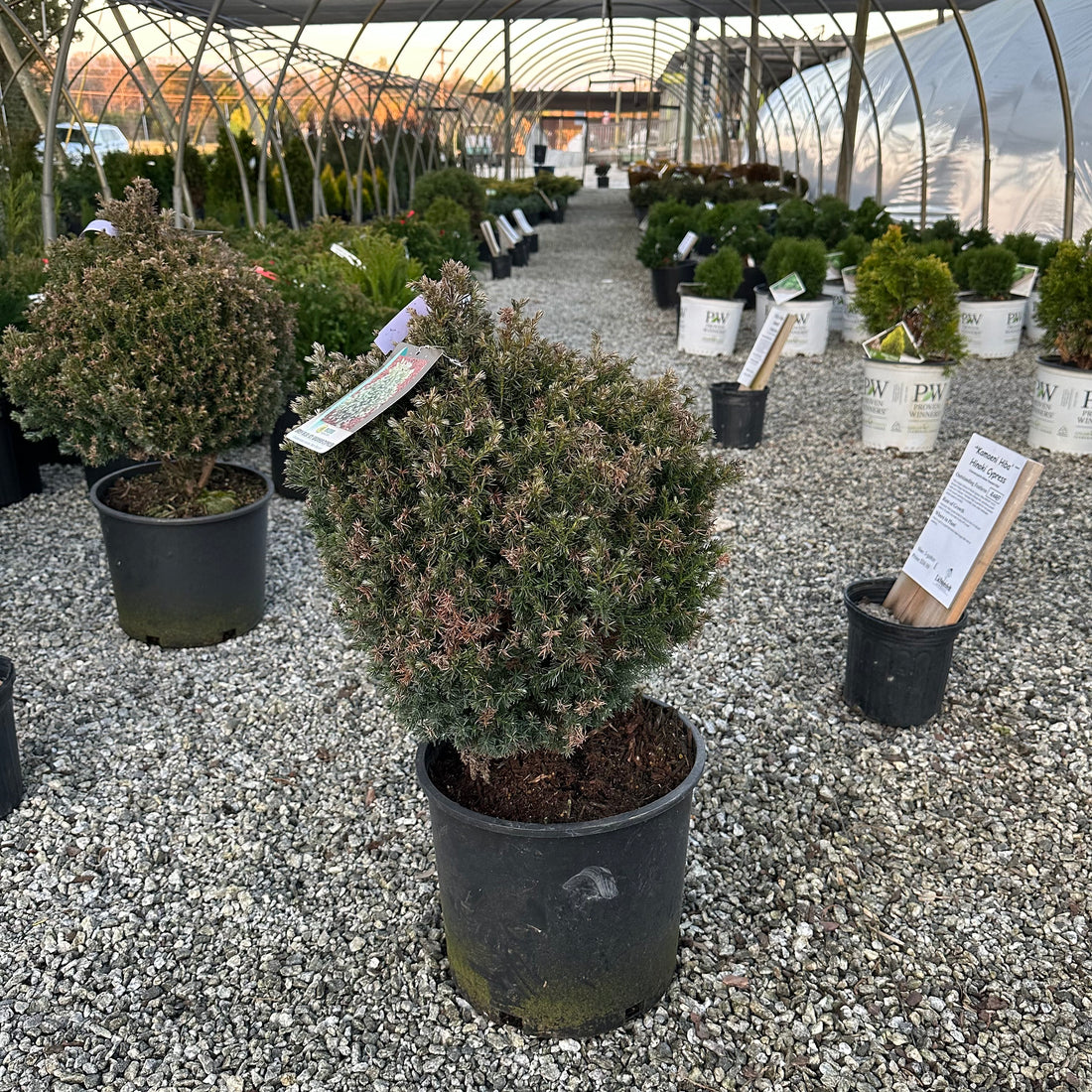 Baby Blue Ice Cypress 3 Gal