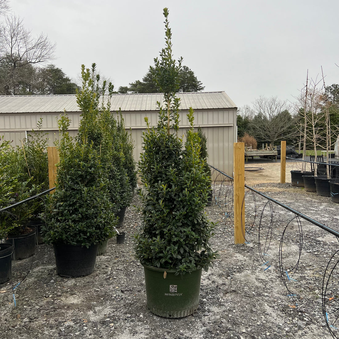Oakleaf Holly