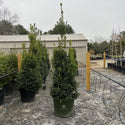Oakleaf Holly 30 Gal