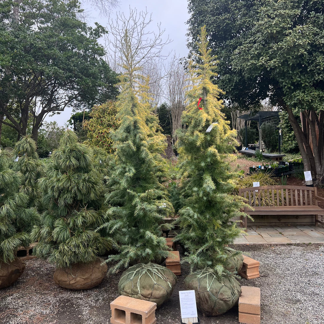 Golden Deodar Cedar