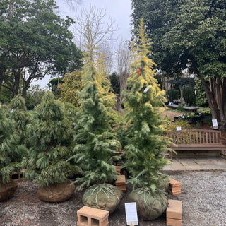 Golden Deodar Cedar 6-7'