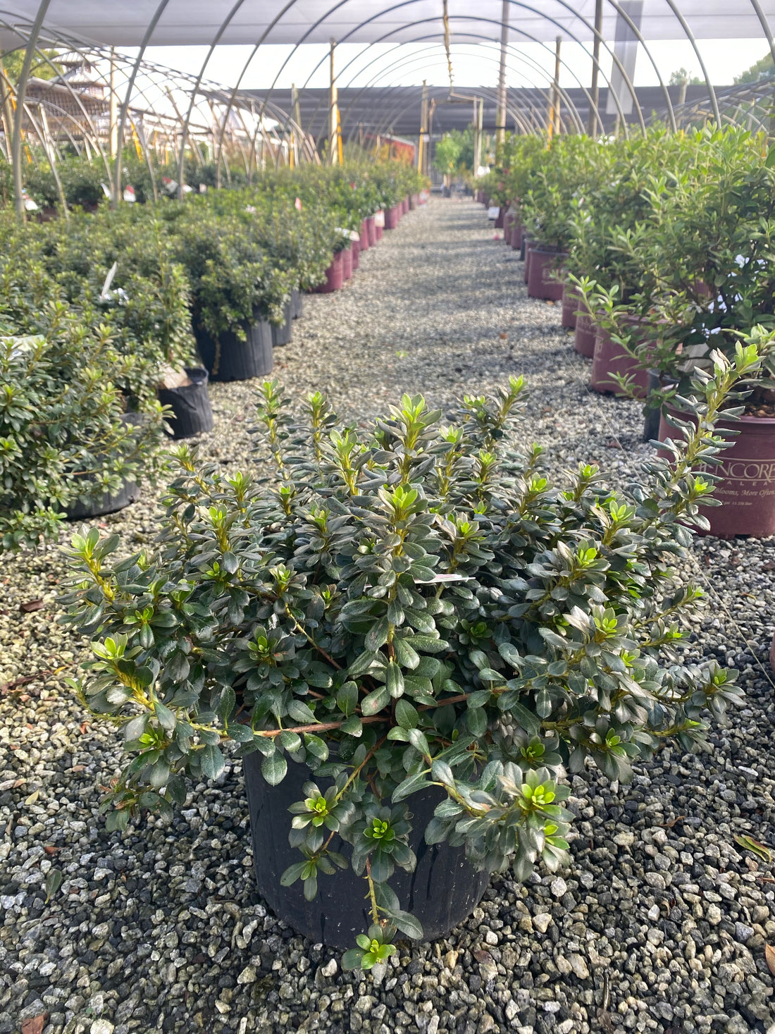 Pink Gumpo Azalea 3 Gal