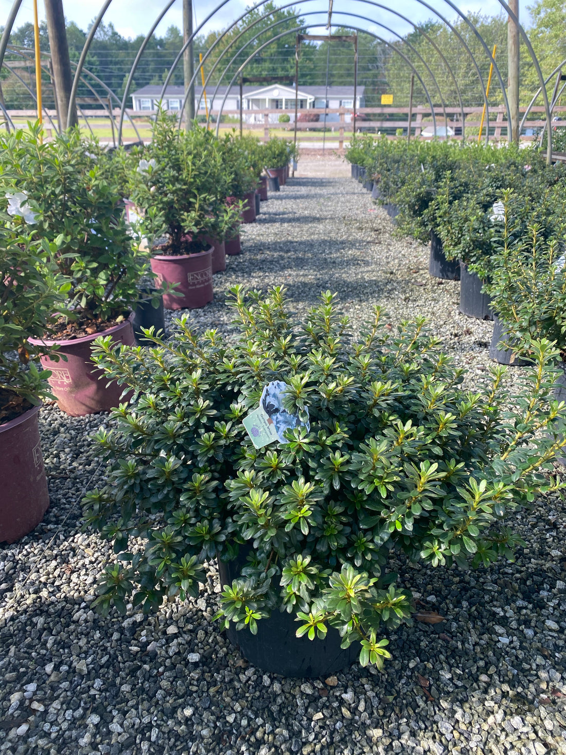 White Gumpo Azalea 3 Gal