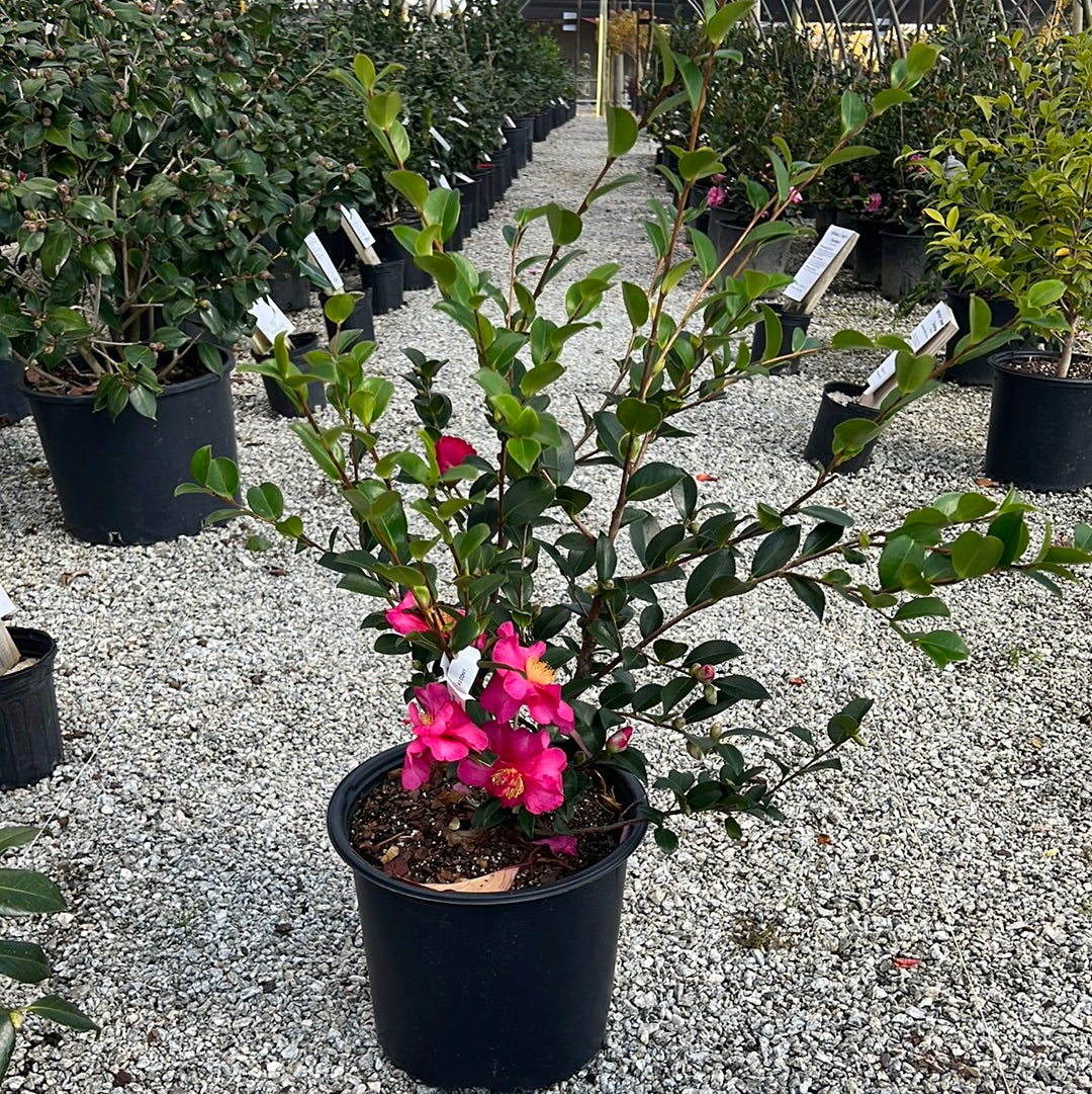 Kanjiro Sasanqua