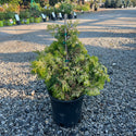 Confucius Hinoki Cypress 2 Gal