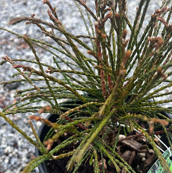 Whipcord Arborvitae 2 Gal