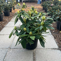 Holden Rhododendron 3 Gal