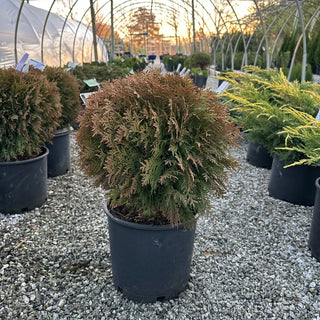 Danica Arborvitae 3 Gal