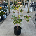 Pink Variegated Winter Daphne 3 Gal