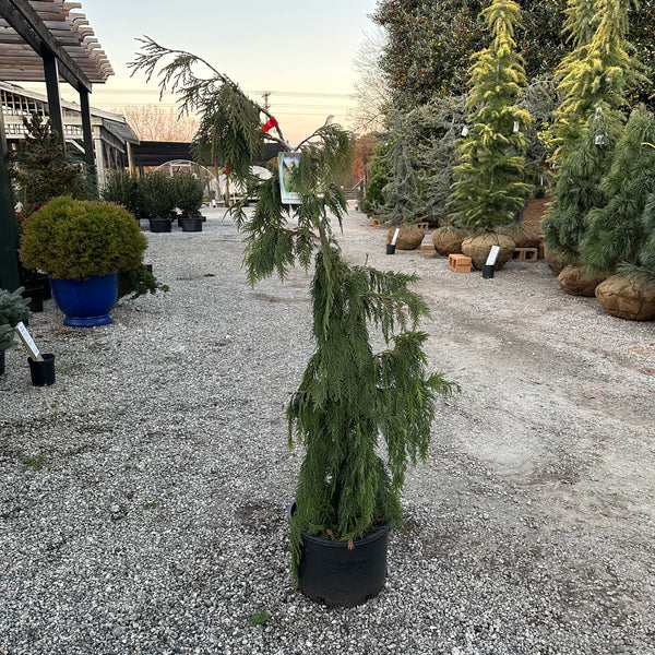 Weeping Alaskan Cedar 6 Gal