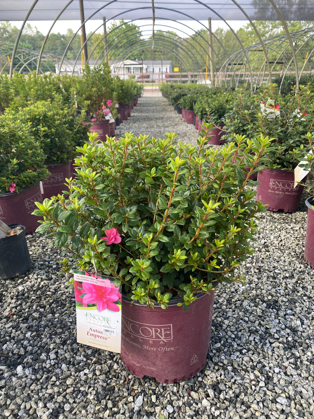 Autumn Empress Encore Azalea 2&3 Gal
