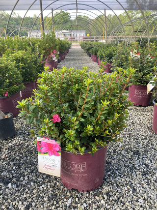 Autumn Empress Encore Azalea 2&3 Gal