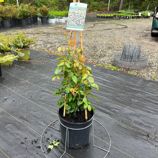 White Eden Climbing Rose 5 Gal