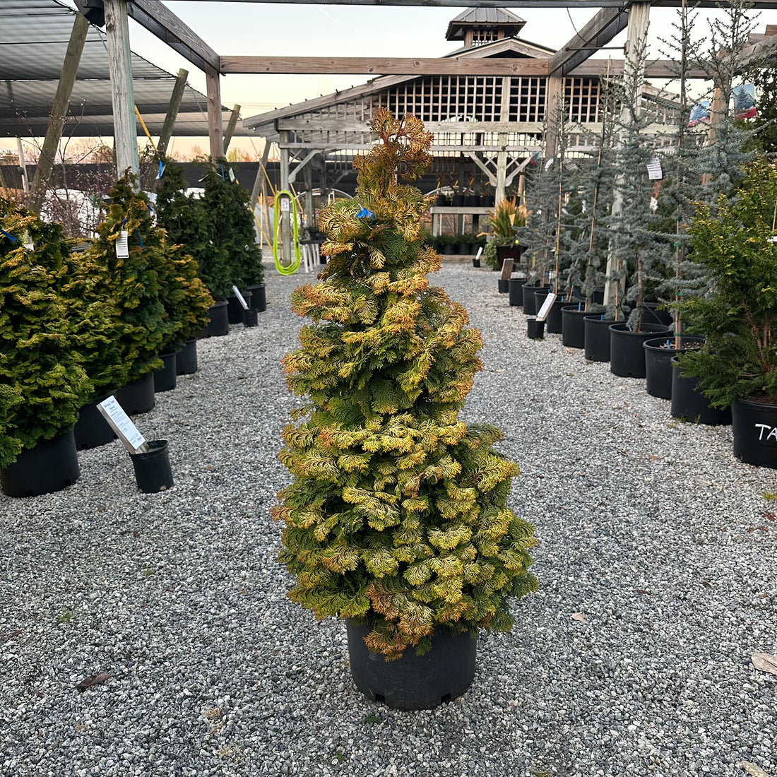 Confucius Hinoki Cypress 6 Gal