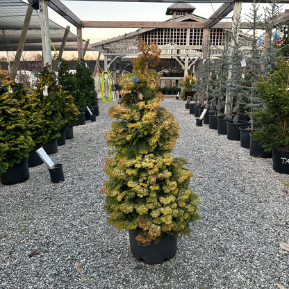 Confucius Hinoki Cypress