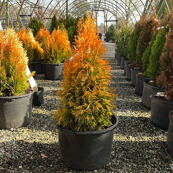 Forever Goldy Arborvitae 5&6 Gal