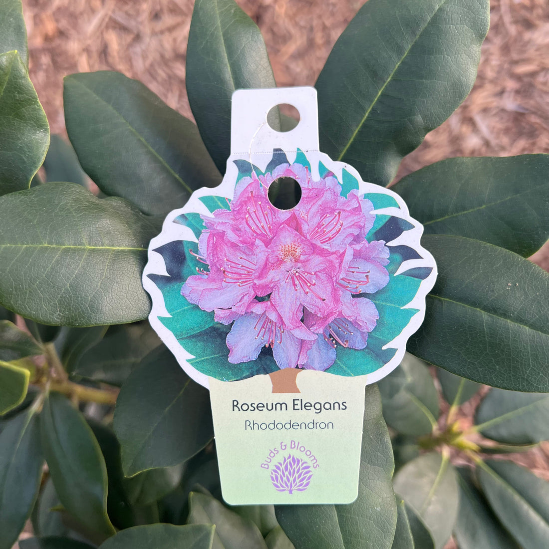 Roseum Elegans Rhododendron 3 Gal