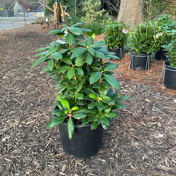 Purple Passion Rhododendron 3 Gal