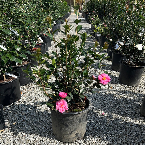 Winter's Joy Camellia 3 Gal