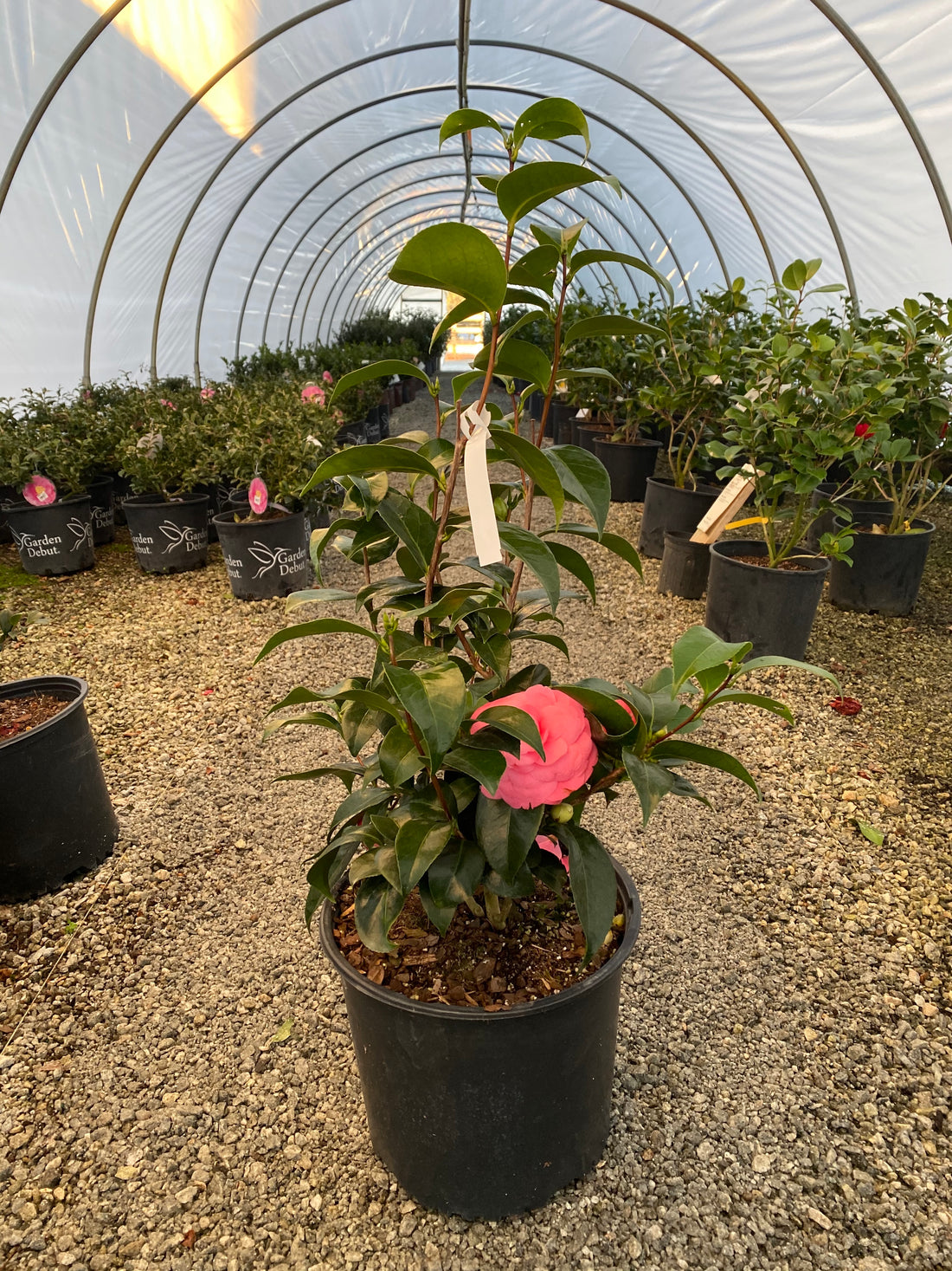Jacks Camellia Jap 3&5 Gal