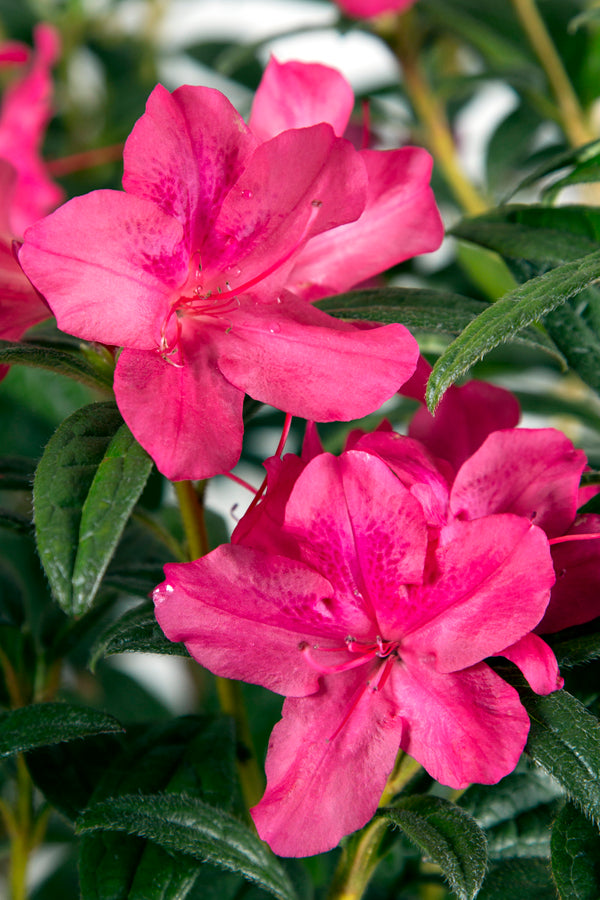 Autumn Jewel Encore Azalea 2&3 Gal