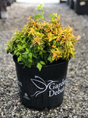 Kaleidoscope Abelia 3 Gal