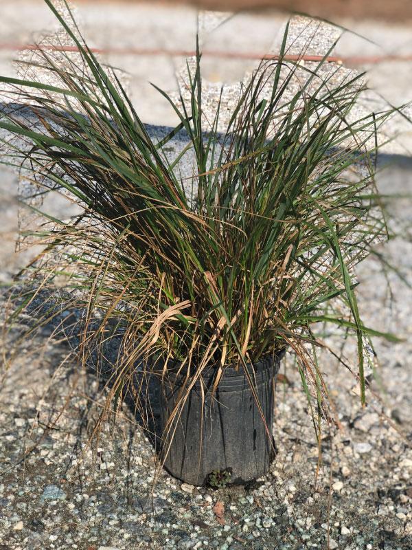 Karl Foerster Grass 3 Gal