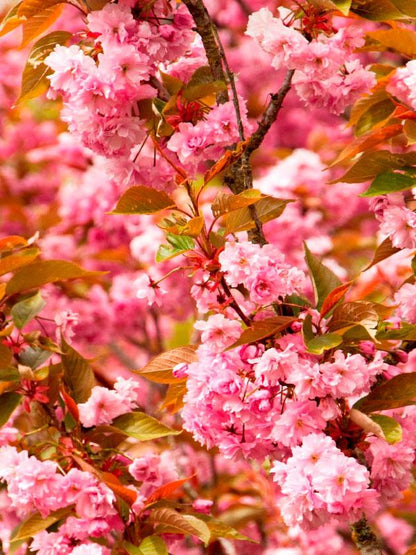 Kwanzan Cherry