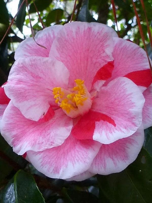 Lady Vansittart Camellia