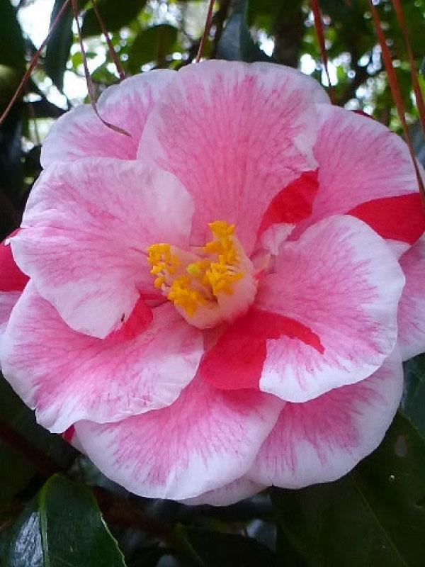 Lady Vansittart Camellia Jap 3 Gal