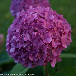 Let's Dance Rave Hydrangea 3 Gal