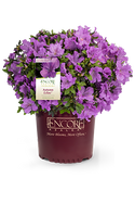 Autumn Lilac Encore Azalea 2&3 Gal