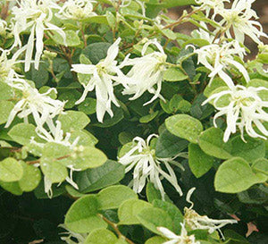 Emerald Snow Loropetalum 2&3 Gal