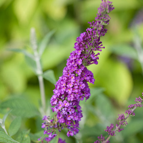 Miss Violet Butterfly Bush 3 Gal