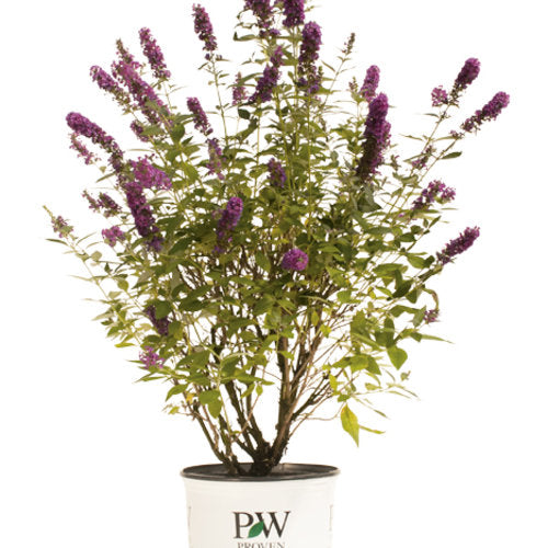 Miss Violet Butterfly Bush 3 Gal