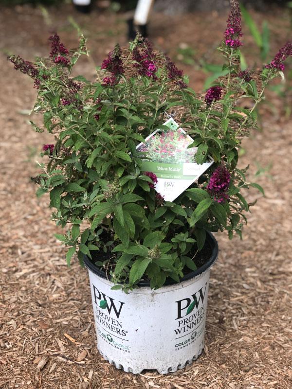 Miss Molly Butterfly Bush 2&3 Gal