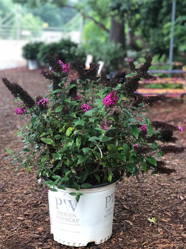 Miss Ruby Butterfly Bush 3 Gal