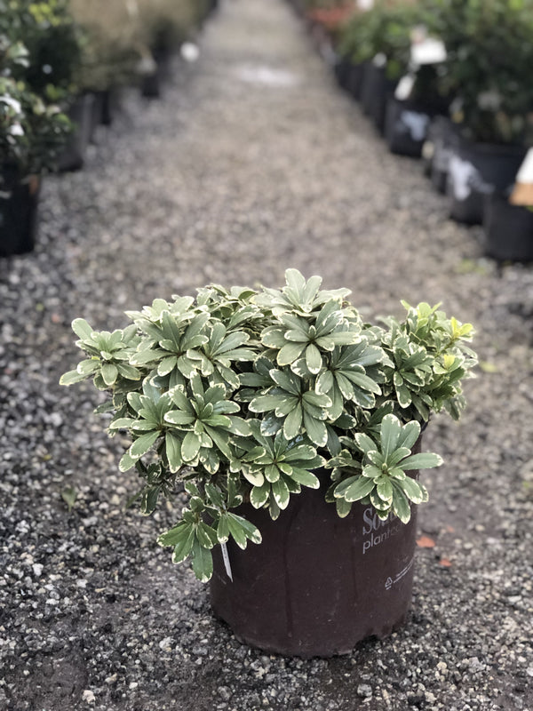 Mojo Pittosporum 3 Gal
